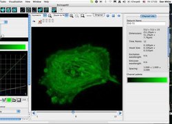 BioImageXD - Анализ многоканальных изображений c микроскопа